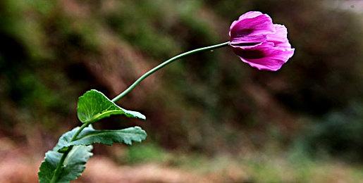 《艾诺提亚：失落之歌》将于12月12日登陆Xbox平台